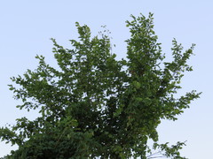 Ulmus americana