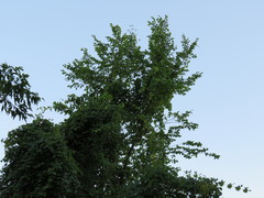 Ulmus americana