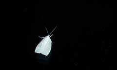 Nymphostola galactina