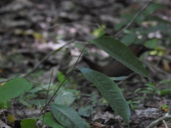 Formicarius moniliger