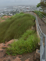 Megathyrsus maximus pubiglumis