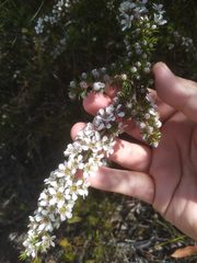 Leptospermum arachnoides