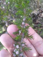 Leptospermum arachnoides