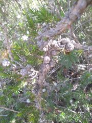 Leptospermum arachnoides