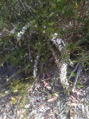 Leptospermum arachnoides
