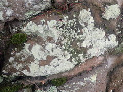 Myriolecis semipallida