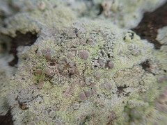 Myriolecis semipallida