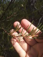 Hakea propinqua