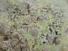 Myriolecis semipallida