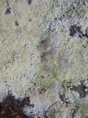 Myriolecis semipallida