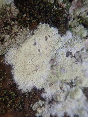 Myriolecis semipallida