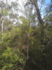 Hakea propinqua