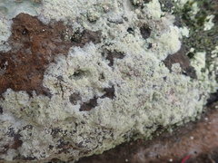 Myriolecis semipallida