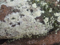 Myriolecis semipallida