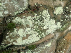 Myriolecis semipallida