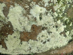 Myriolecis semipallida