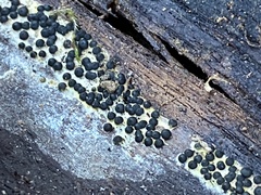 Rosellinia subiculata