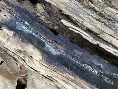 Rosellinia subiculata