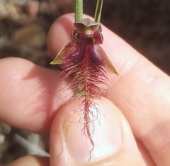 Calochilus gracillimus