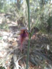 Calochilus gracillimus