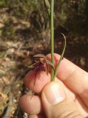 Calochilus gracillimus