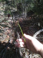 Calochilus gracillimus