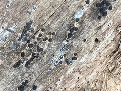 Rosellinia subiculata