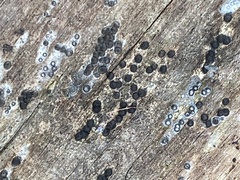 Rosellinia subiculata