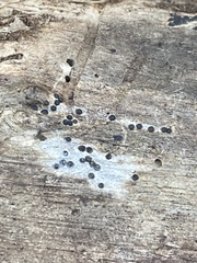 Rosellinia subiculata