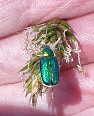 Diphucephala colaspidoides