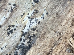 Rosellinia subiculata