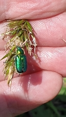 Diphucephala colaspidoides