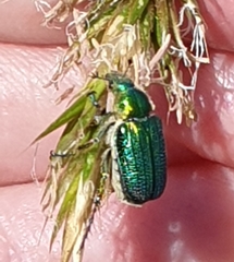 Diphucephala colaspidoides
