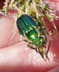 Diphucephala colaspidoides