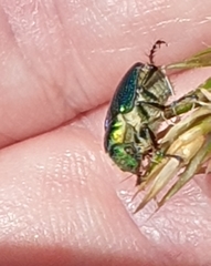 Diphucephala colaspidoides