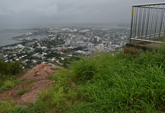 Megathyrsus maximus pubiglumis