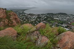 Megathyrsus maximus pubiglumis