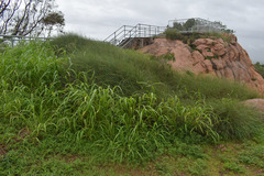 Megathyrsus maximus pubiglumis