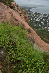 Megathyrsus maximus pubiglumis