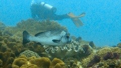 Plectorhinchus pica