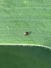 Cryptogonus orbiculus