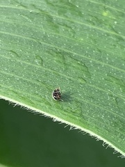 Cryptogonus orbiculus
