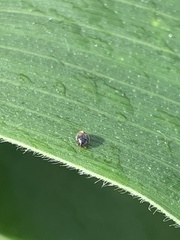 Cryptogonus orbiculus