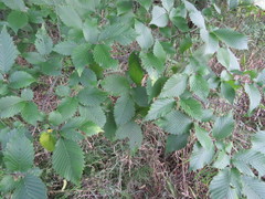 Ulmus americana