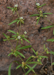 Mollugo verticillata