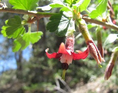 Ribes roezlii roezlii
