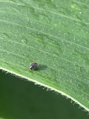 Cryptogonus orbiculus
