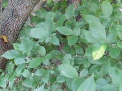 Ulmus americana