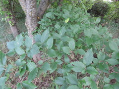 Ulmus americana