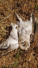 Tyto alba tuidara